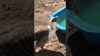 Chatting with my geese