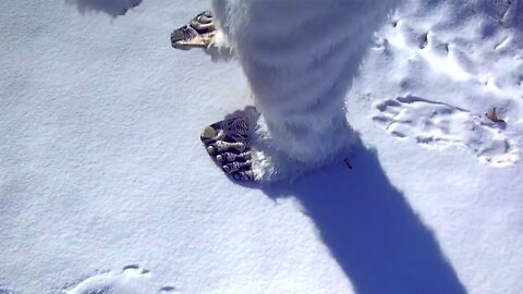 Yeti Footprints in Snow