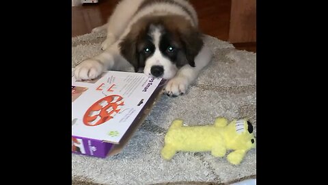 Saint Bernard puppies home