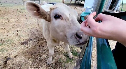Dwarf calf still loves his treats a year after being rescued