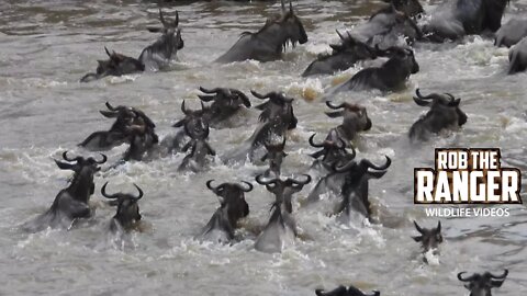 The Great Migration - Mara River Crossing | Maasai Mara Safari | Zebra Plains