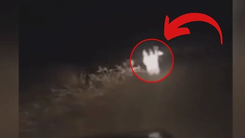 5 criaturas misteriosas capturadas na câmera