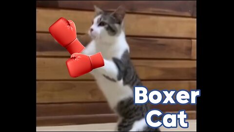 Boxer Cat