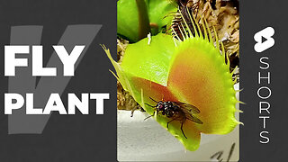 VENUS FLY TRAP v FLY #Short