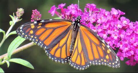 Beautifull Butterflies HD !!
