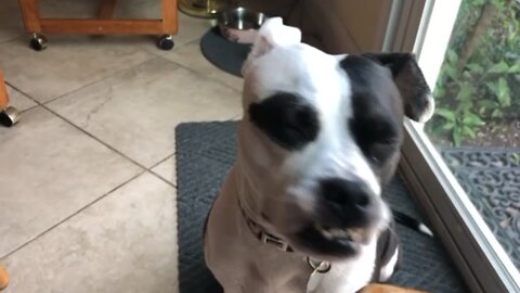 Dog has an underbite