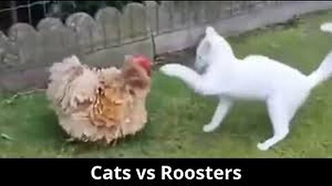 Rooster Vs Cat real fight