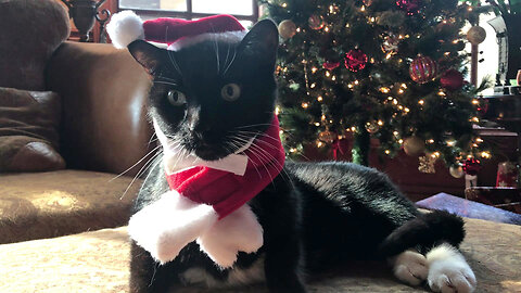 Festive Tuxedo Cat Enjoys Countdown To Christmas In His Santa Hat & Scarf