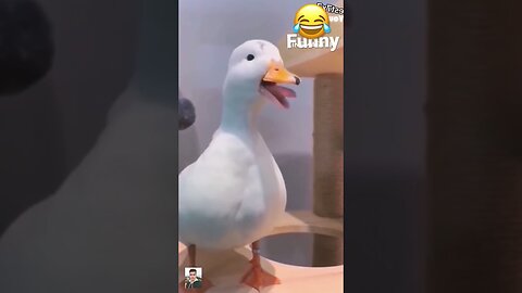 I try not to laugh the funny duck and donkey