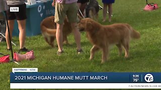 Michigan Humane Mutt March