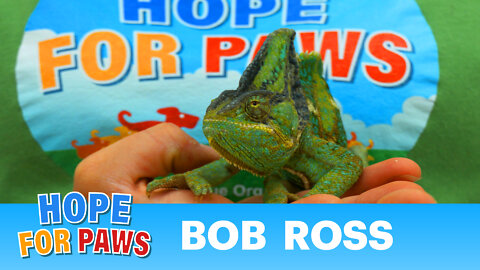 Homeless injured chameleon needed special help from Hope For Paws.