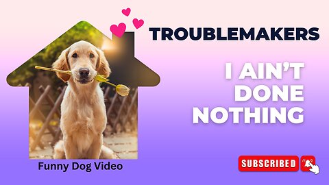 🐾🐶Trouble Makers: Funny Dog Videos 3🐾🐶 I Ain't Done Nothing