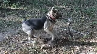 Dog Attacks Snake *Violent*