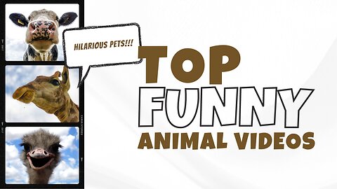 TOP FUNNY ANIMAL VIDEO 😄