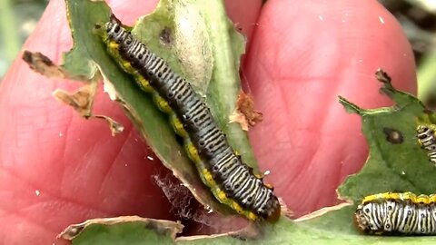 Cross-striped Cabbageworms - What They Look Like on Broccoli