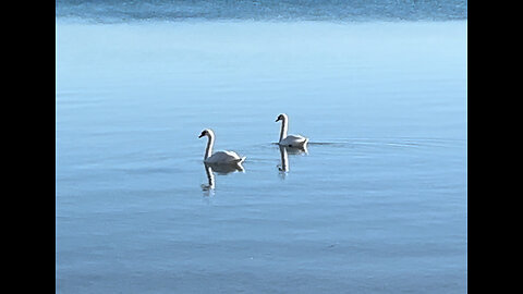Swans a Swimming on Elk Lake