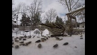 Hand filming birds close up!