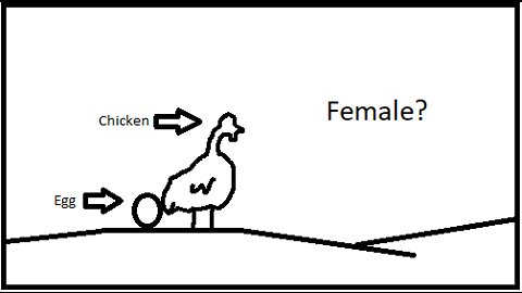 Chicken Gender (simplified) - From Matt Walsh's "What is a Woman" documentary
