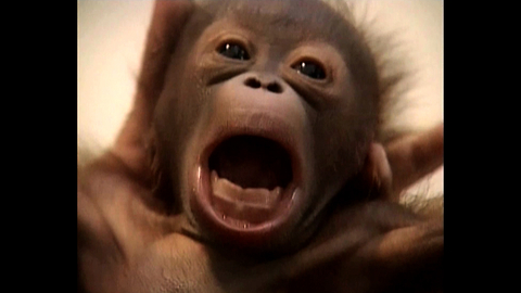 Cute Baby Orangutan