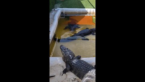 crocodile 🐊 birthday celebration 🎊🎉