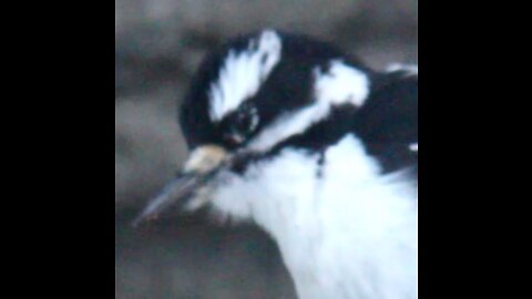 Pudgy Female Woodpecker Hairy 3509