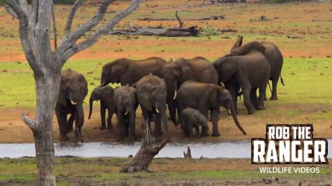 Elephants Come To Drink Water | Kruger National Park