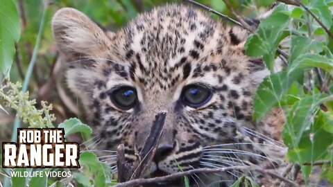 Leopard And Small Cubs With A Gazelle Meal | Maasai Mara Safari | Zebra Plains