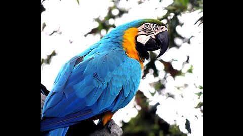 Enchanting Elegance: Exploring the World of Rare Macaw Birds 🌴🦜