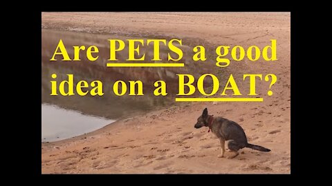 Are boats & dogs a good idea? It's amazing! Meet my Dog, Cat, & Pet Scorpion living on my boat!