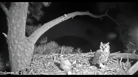 Mom Leaves With Leftover Barred Owl 🦉 3/14/22 22:54