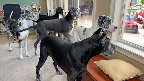 5 Funny Great Dane Squirrel Watch Dogs Run Out To Patrol The Yard