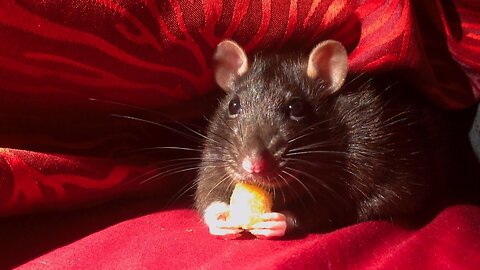 Cute Turbo Rat Fur Ball Crunching Corn Treat