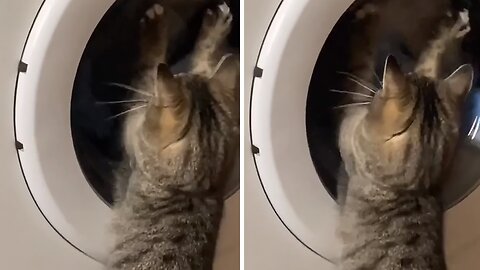 Silly Kitty Challenges Washing Machine