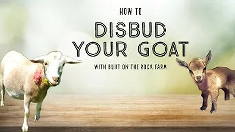 How to PROPERLY Disbud Your Goat/Electric Dehorner/Nigerian Dwarf Goat