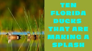 Ten Florida Ducks That Are Making a Splash