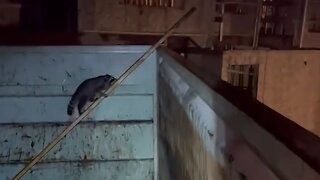 Police rescue raccoon trapped in waste bin