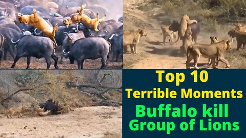 Top 10 Terrible Moments Buffalo vs Lions || @TOP ANIMALS