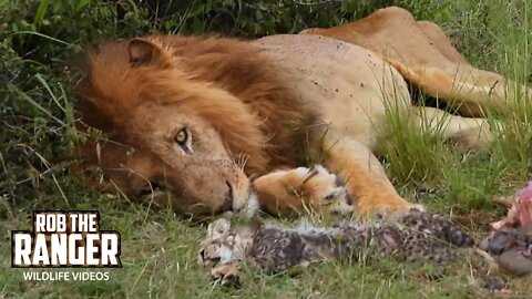 Cheetah Lost A Cub To A Lion (Sensitive Content) | Maasai Mara Safari | Zebra Plains