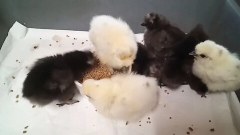 Silkie chicks, they have full crops tonight, 12/06/2020 ( Video 3 )