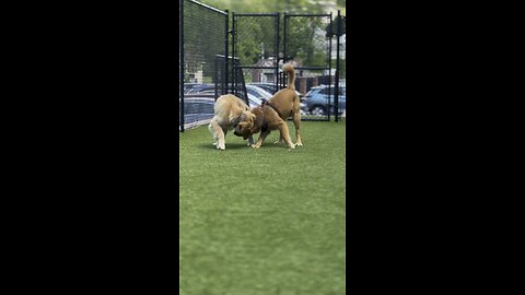 Tig playing with his best friend