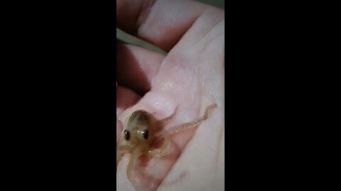 Baby Octopus Is Cute And Adorable For The Seaworld Aquarium!