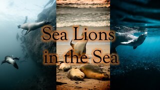 Sea lions in the sea