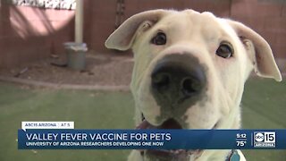 Arizona researchers successful in canine Valley Fever vaccine tests