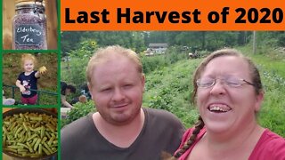 Last Harvest of 2020
