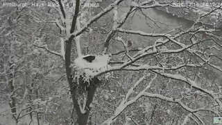 Hays Eagles Mom and Dad come in to beak shovel nest 2020 12 18 218pm