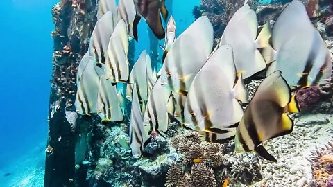 Group of Tallfin Batfish near pier and riff edge on Kri Island, Raja Ampat, Indonesia