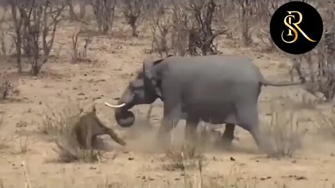 Strongest Animals in Africa | Buffalo vs Lion; Leopar Receives Attacks #subscribe #viralvideo