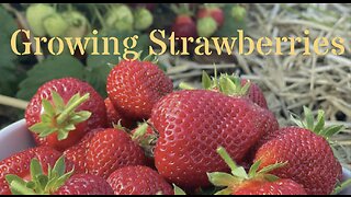 How to grow Strawberries!