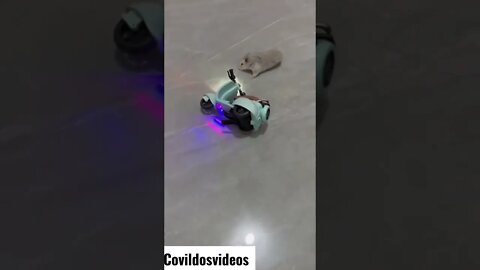 Rato motoqueiro levando tombo 😮😮