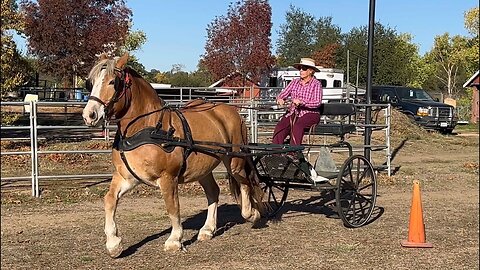 Lulu Tries Out Laura’s Metal Training Cart